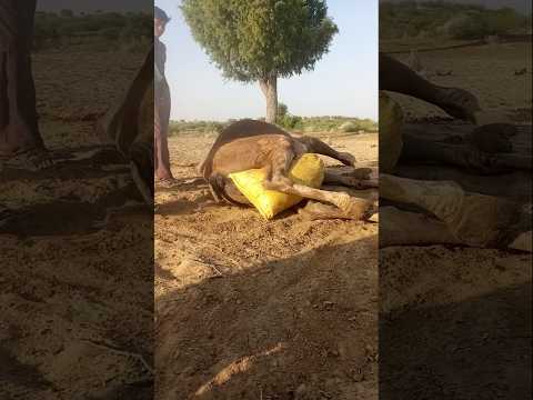 الجمل مستلق يعلق كيس ا بين قدميه الخلفيتين