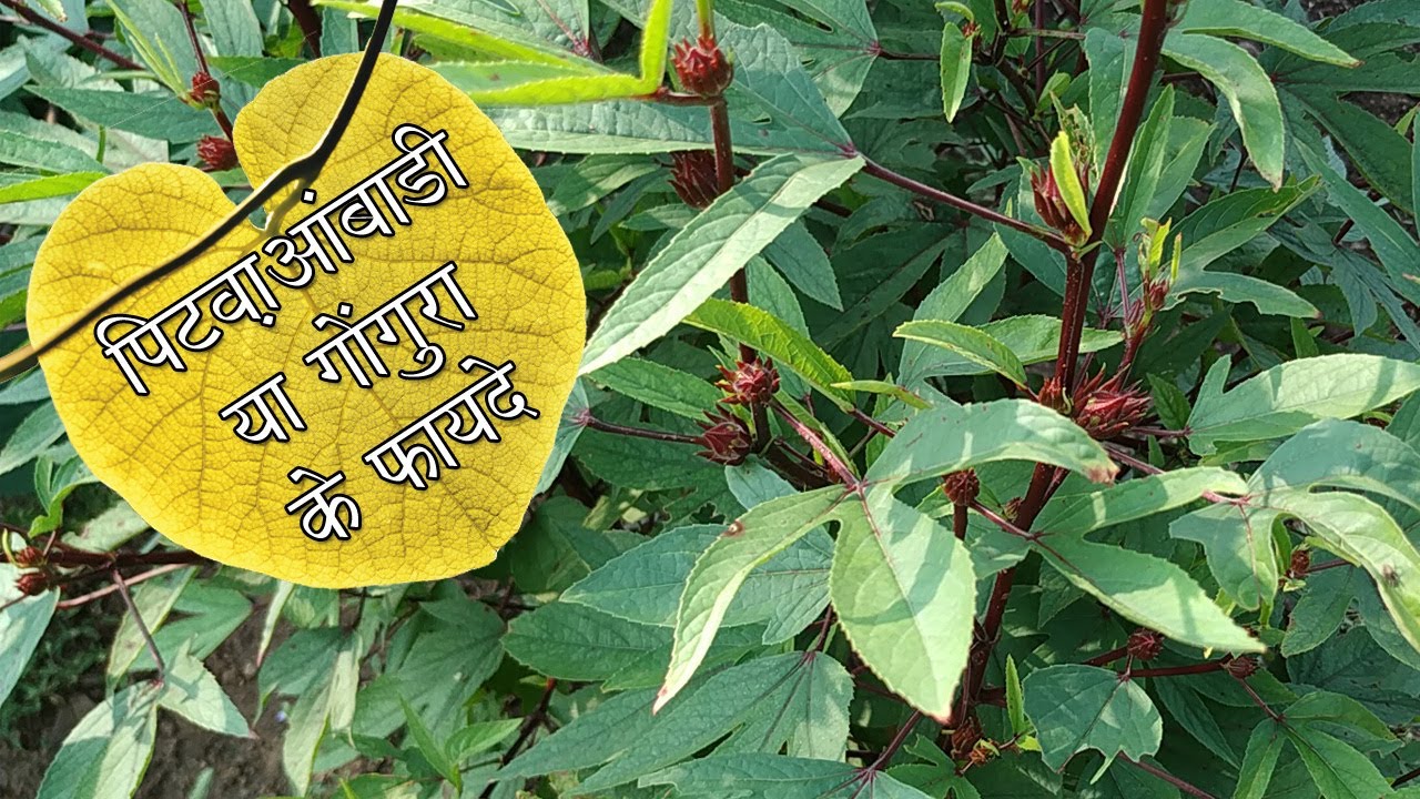 Ambadi Health Benefits Home remedies for stomach pain and gas