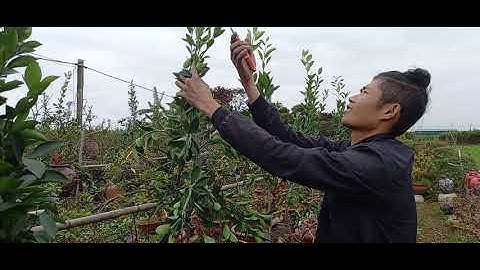 Hướng dẫn vít quất. vít quất chum. uốn quất . tạo tay tán quất chum dù . trồng quất tết %€€£@