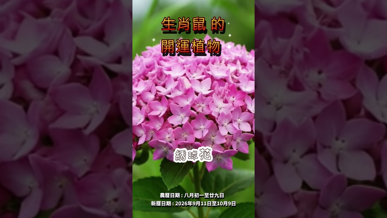 農曆八月十二生肖養什麼植物最旺運？#十二生肖 #算命 #命理 #財運 #玄學 #運勢 #好運 #風水#植物   #招財 #旺運 #家居佈置 縮圖