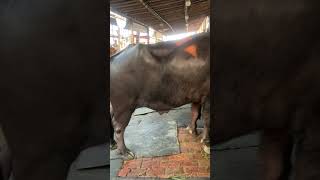 গরু guru cow goru amba hamba cow videos gorur video guru guru goro guru tiktok গরুর ভিডিও golu#viral