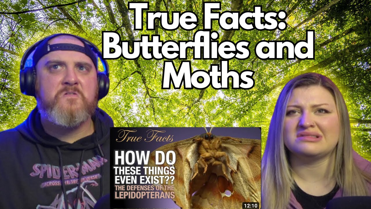 True Facts The Crazy Defenses of Butterflies and Moths zefrank HatGuy & gnarlynikki React