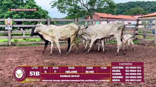 Lote 51B 04 FEMEAS NELORE 36 MS PARIDAS 2M E 2F