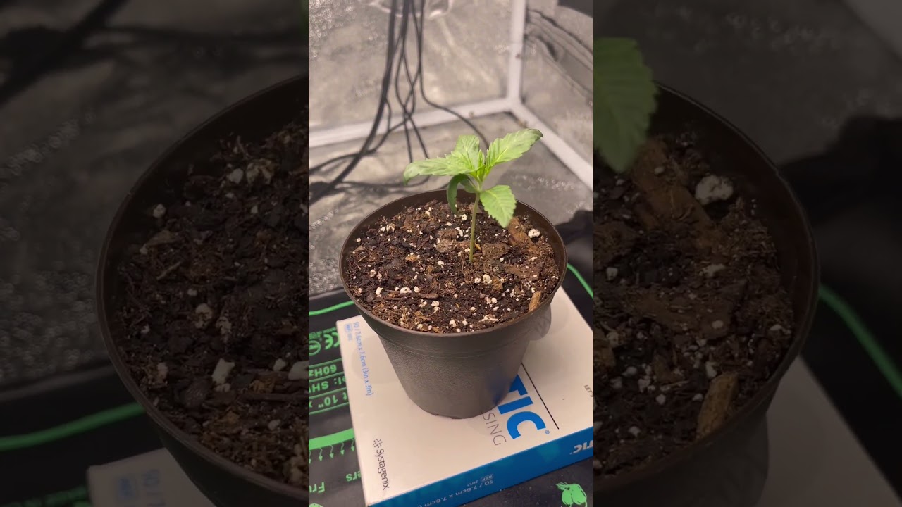 Fox Farm Happy Frog & Gaia Green worm castings 🔥