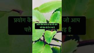 patri ka ilaj # patri ke dard se kese nijat paye #patri ka parmanent ilaj #patri ka desi ilaj #viral