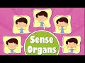 Human Sense Organs | #aumsum #kids #science #education #children