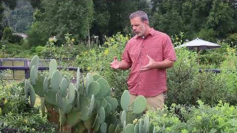 Prickly pear cactus (Opuntia spp.) - Plant Identification