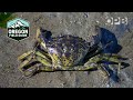 Green crabs are invading the pacific northwest coast  oregon field guide