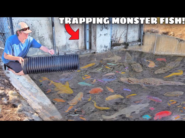 24 HOUR Fish Trap Catches MONSTER AQUARIUM FISH! class=