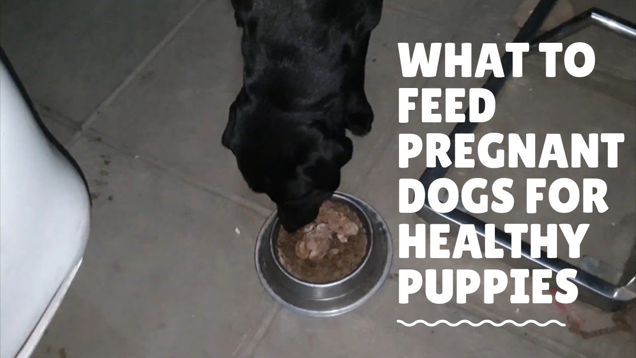 What To Feed To A Pregnant Dog | Power Food For Pregnant Dam And Healthier Puppies