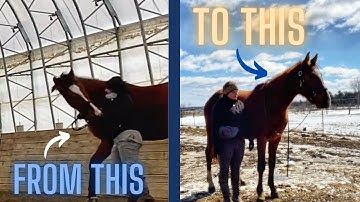 USING TREATS TO STOP MY HORSE FROM BITING?! Why I switched to Positive Reinforcement (+R)