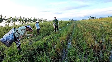 Bẫy Chuột Theo Đường Mòn Mùa Nước Nổi Không Ngờ Dính Luôn Ếch,Làm Lẩu Ếch Chua Cay#vợchồngmiềntâytv