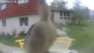 Daily Birdwatching - Netvue Birdfy Birdfeeder Cam - April 27, 2025