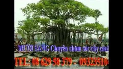 [[[0932351048.]] nhận cắt, tỉa, chăm sóc cây cảnh quận tân bình.tphcm