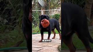 Rottweiler Vs Doberman  Can Rottweiler Beat This Dog?