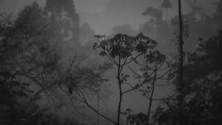 Yağmur Sesi Şiddetli Yağmur ve Gök Gürültüsü Sesi - Ormanda Yağmur Sesi ile Uyumak ve Rahatlamak