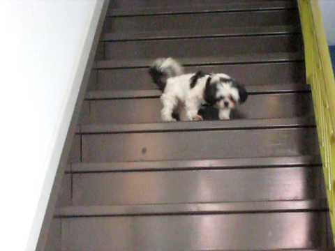 Shih Tzu Sweeties Go Down Stairs Together
