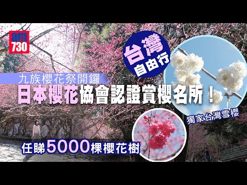 台灣自由行｜記者直擊台灣櫻花季2023！南投九族櫻花祭 最新獨家純白色「台灣雪櫻」 全區5000棵櫻花樹任睇任影