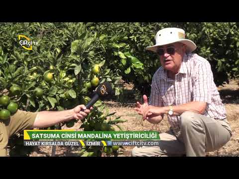 Video: Kapalı Mandalina Bakımı Nasıl