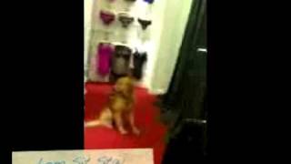 Service Dog Nike's Final Access Test