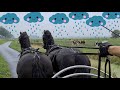 We drive the pairs Sjirkje and Pjirkje (for sale), and Richtsje and Saly the Friesian Horses