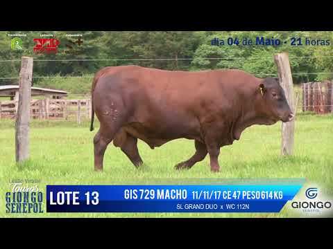 LOTE 13 GIS 729