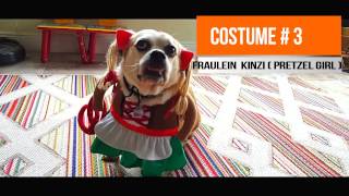 Talking Dog Kinzi: Funny Dog Gets Ready for Halloween // The Kinzi Show screenshot 5