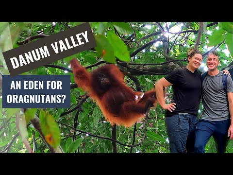 Video: Se pot reproduce urangutanii borneo și sumatra?