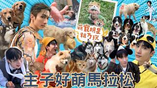 主子好萌全集一次看！阿本 美美出門 破破爛爛回家 崩潰馬拉松不間斷【 萌寵明星粗乃玩 】 @haveapetday