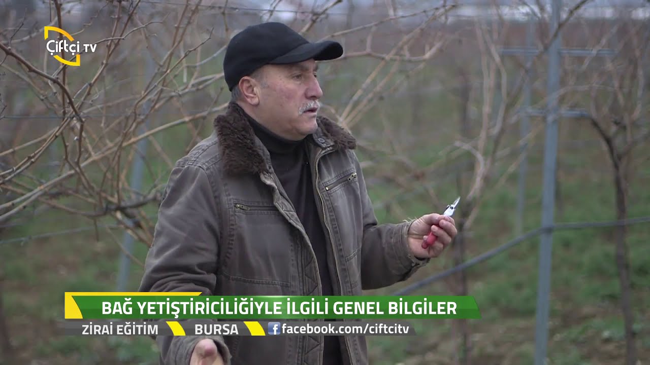 Zirai Eğitim-Bağcılık Nedir?