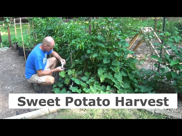 Linn Acres Farm: The Harvest: Sweet Potatoes in Grow Bags