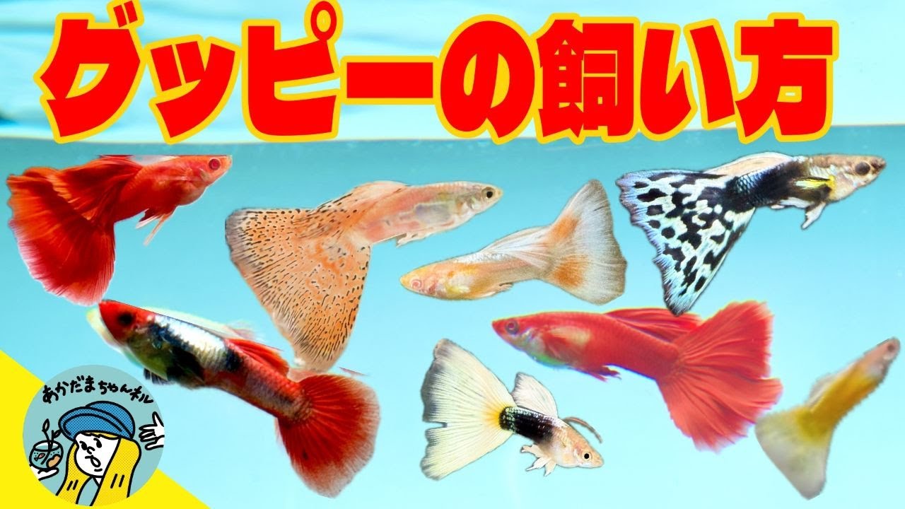 グッピー❗️ Aquarium] Learn the basics about guppies (Do they multiply? What