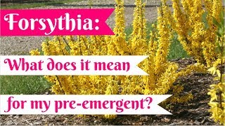 When to Apply Pre Emergent in Virginia | Forsythia BLOOMING!!! screenshot 4