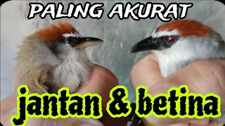 cara bedain jantan dan betina burung kaso kaso