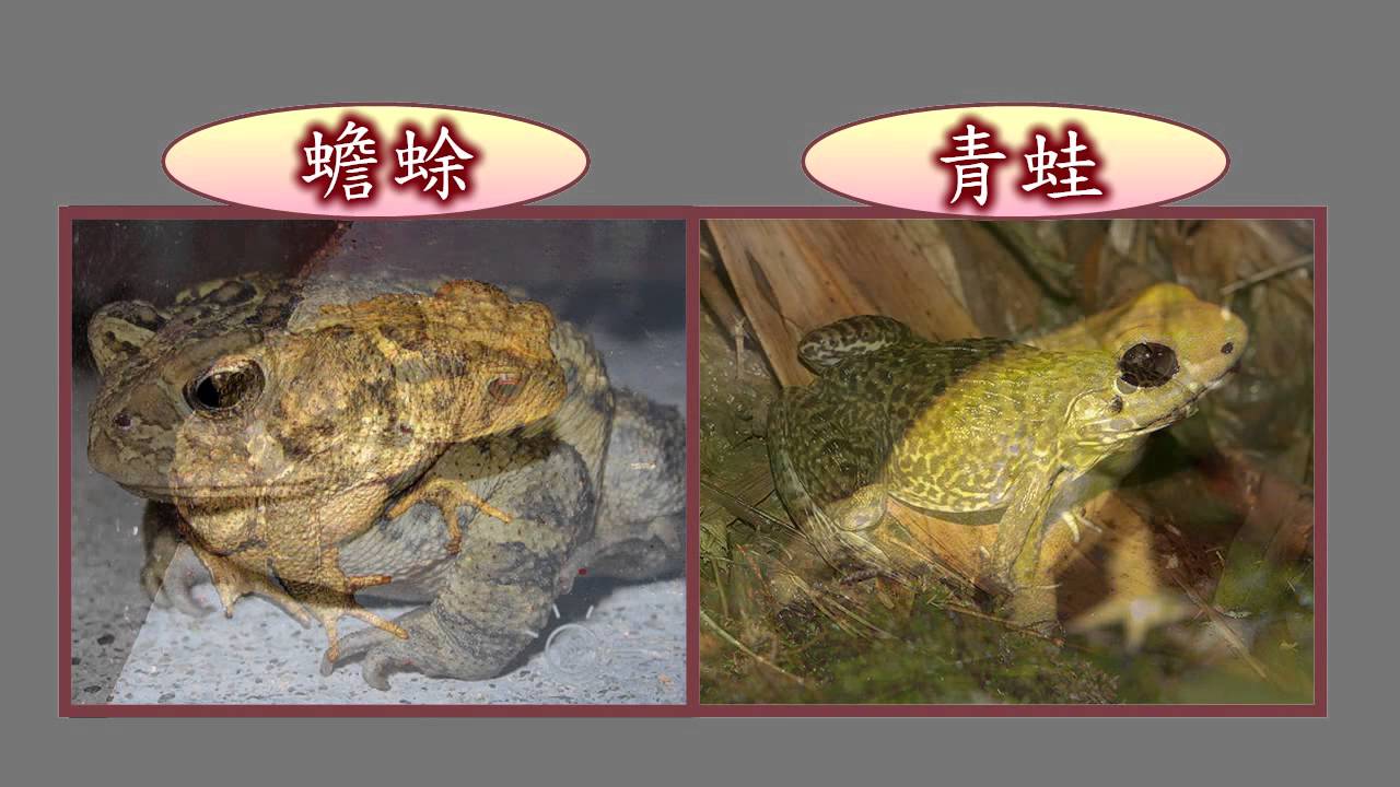 蝌蚪和青蛙 21 动物