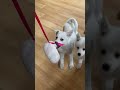 [얼지TV] 다정다감 얼지 둘 노는 영상.zip #shorts #강아지 #진도믹스 #진돗개 #진돗개일상 #진도믹스견 #다정다감얼지 #얼지tv