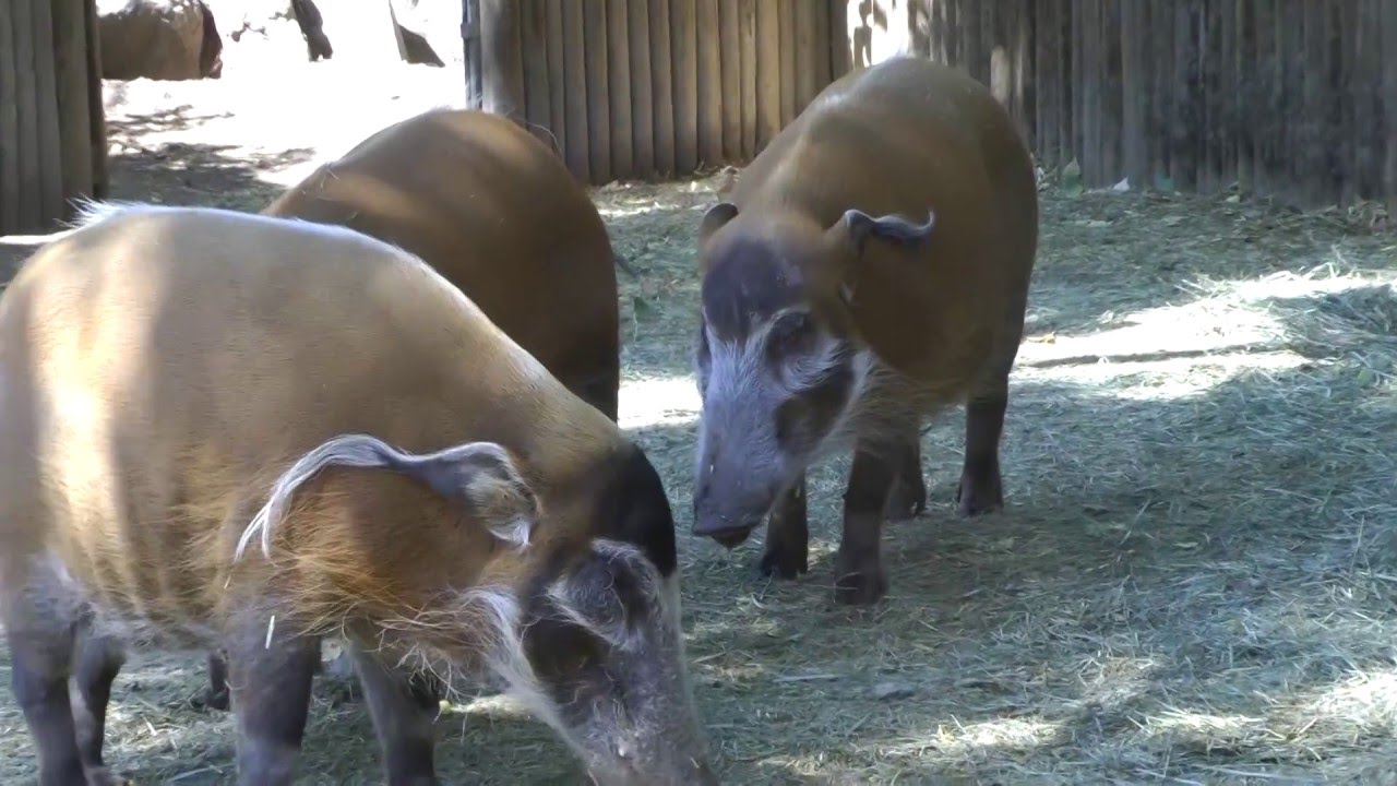 Inside the Denver Zoo - YouTube