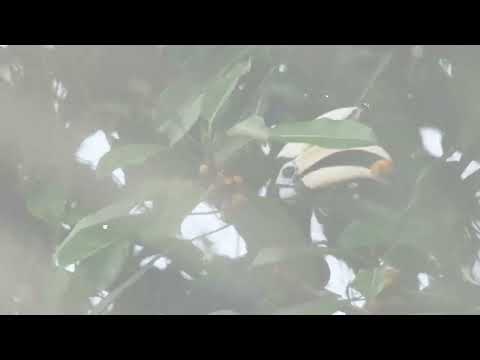 أسرار الطبيعة كيف يتعاون الزوجان في فترة الحضانة طائر البوقير