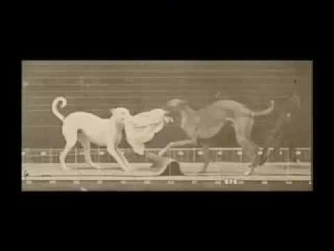 Eadweard Muybridge - compilation