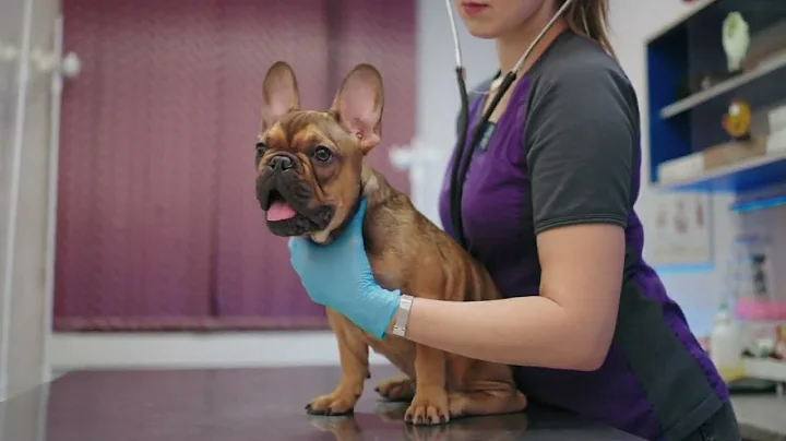 Concerns of mysterious dog illness spreading as families travel with pets for holiday