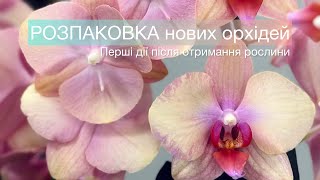 РОЗПАКОВКА нових орхідей🌿Перші дії після отримання рослини🌸#orchid #орхідеї #phalaenopsis #flowers