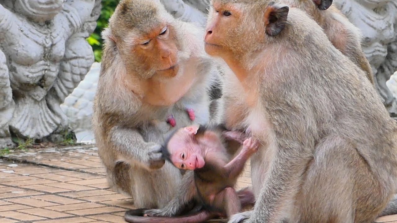 Mama Monkey Emila plays funny with tiny baby Mira baby is so cute