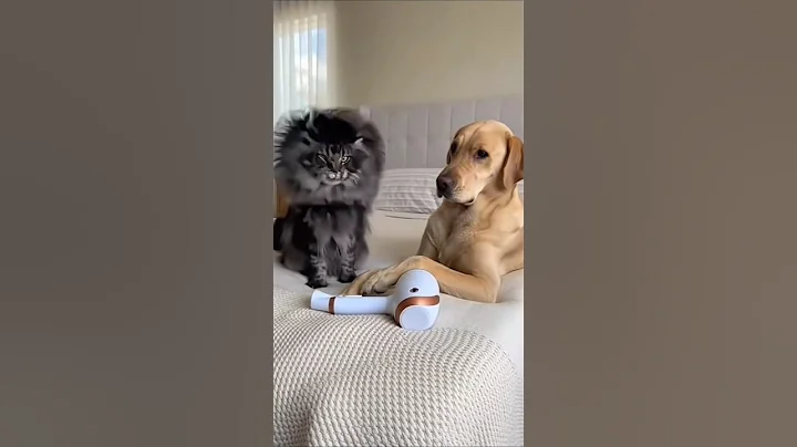 Video 11802801: cat dog mainecoon, maine coon cat, angry maine coon