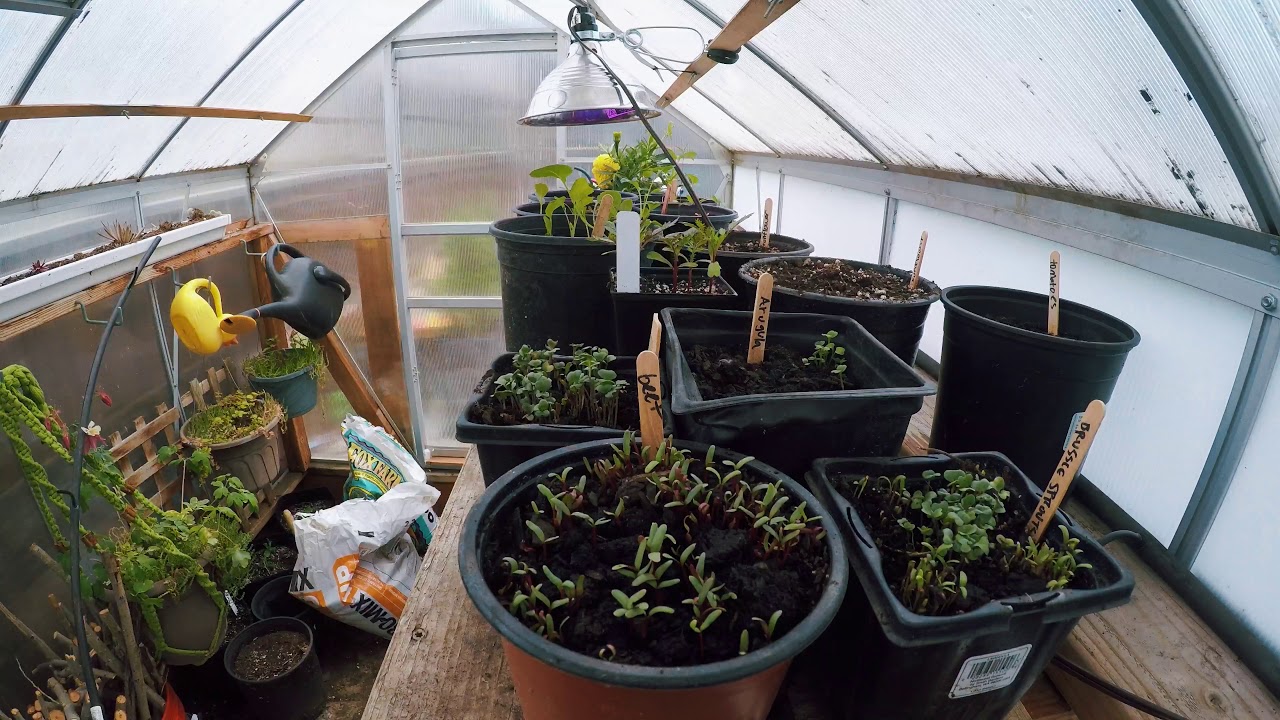 Greenhouse Timelapse 12 Hours YouTube