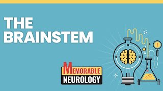 Brainstem (Midbrain, Pons, and Medulla) Mnemonics (Memorable Neurology Lecture 7)