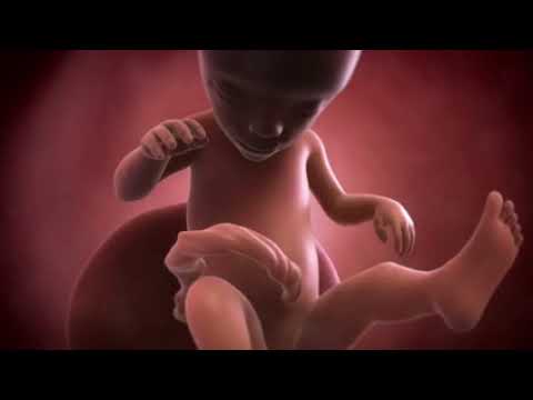 Your baby at 20 weeks | Week-by-week pregnancy | MadeForMums