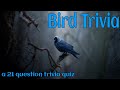 BIRD trivia - 21 Question Trivia Quiz about Big, Small, Smart and Tall Birds{ROAD TRIpVIA- ep:501]