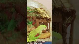 My Cute Mithu❤️❤️#OMM'S VLOG #My Pets🦜🐕