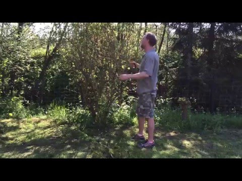 Video: Forsythia-heining snoei en versorg - hoe en wanneer om 'n Forsythia-heining te snoei