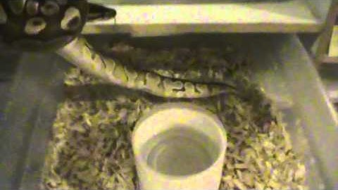 Ball Python Collection Update and NEW POWERHOUSE MALE